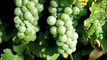 Peronospora sicher bekämpfen – wie geht das?